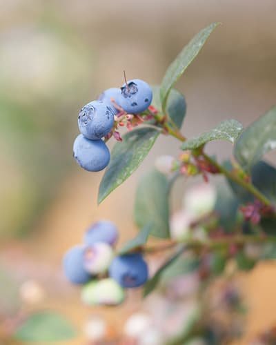 Portfolio Image